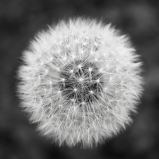 PIPE HOSE ZEBRA 1*120FT